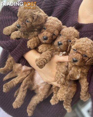 Adorable Toy Cavoodles for Sale!!