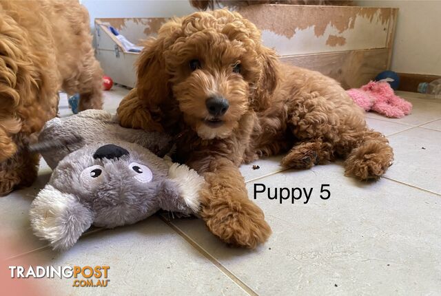 Gorgeous Male Toy Cavoodle Puppies