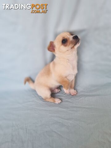 Wanted: 7 week old pure breedchihuahua puppy