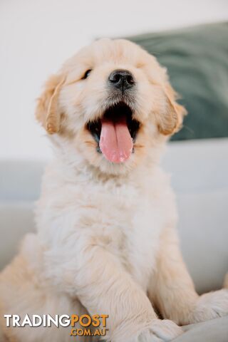 Golden Retriver x Groodelier Puppies!