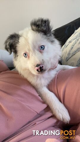 PURE BRED LONG HAIR BORDER COLLIE PUP. DNA tested. READY NOW