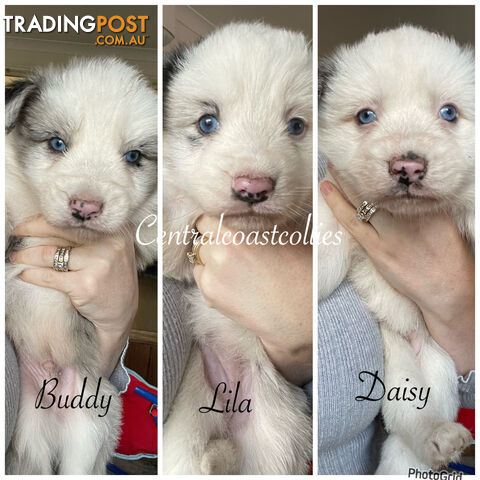 Long hair, DNA tested, merle border collie puppies