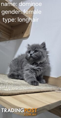 Purebred British long/Shorthair Female Kitten – Male kitten Available