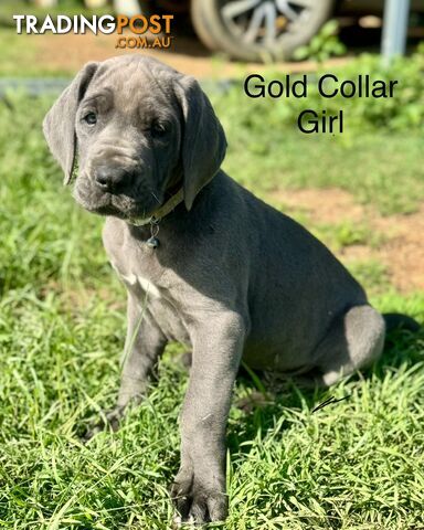 Purebred Great Dane Puppies