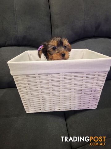 Yorkshire terrier puppies