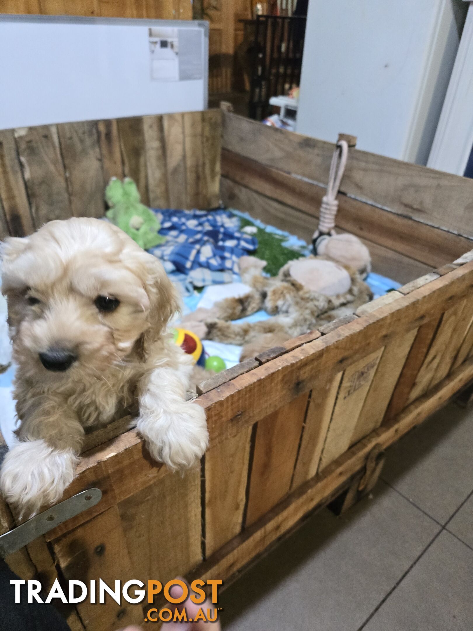 CAVOODLE PUPPIES.X3 FEMALES