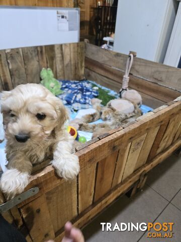 CAVOODLE PUPPIES.X3 FEMALES