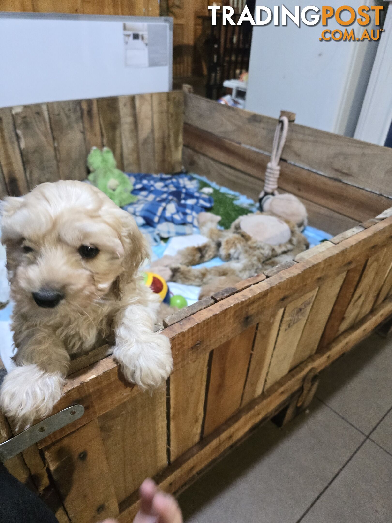 CAVOODLE PUPPIES.X3 FEMALES