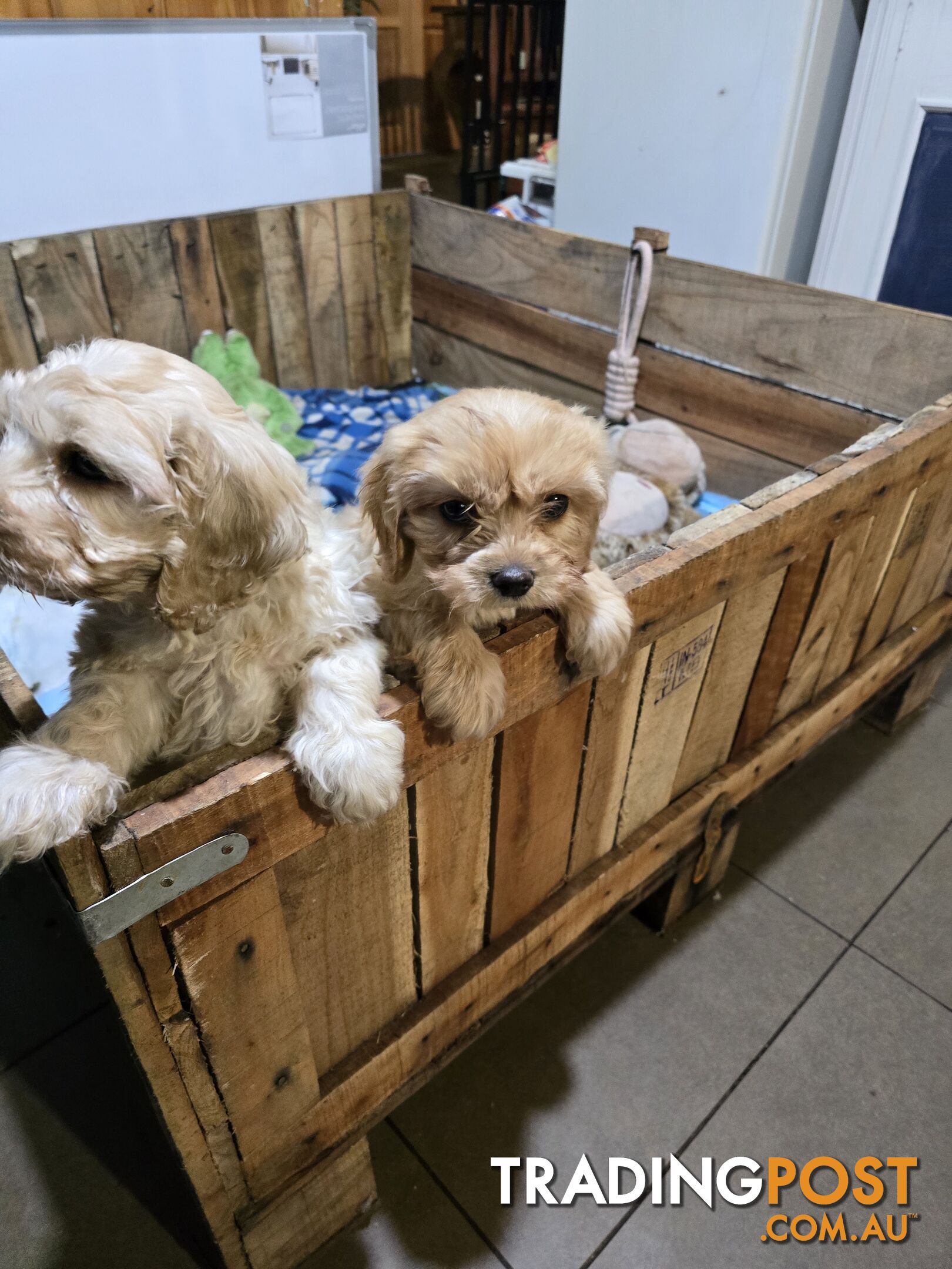 CAVOODLE PUPPIES.X3 FEMALES