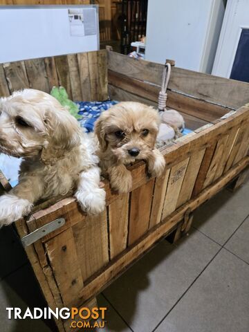 CAVOODLE PUPPIES.X3 FEMALES