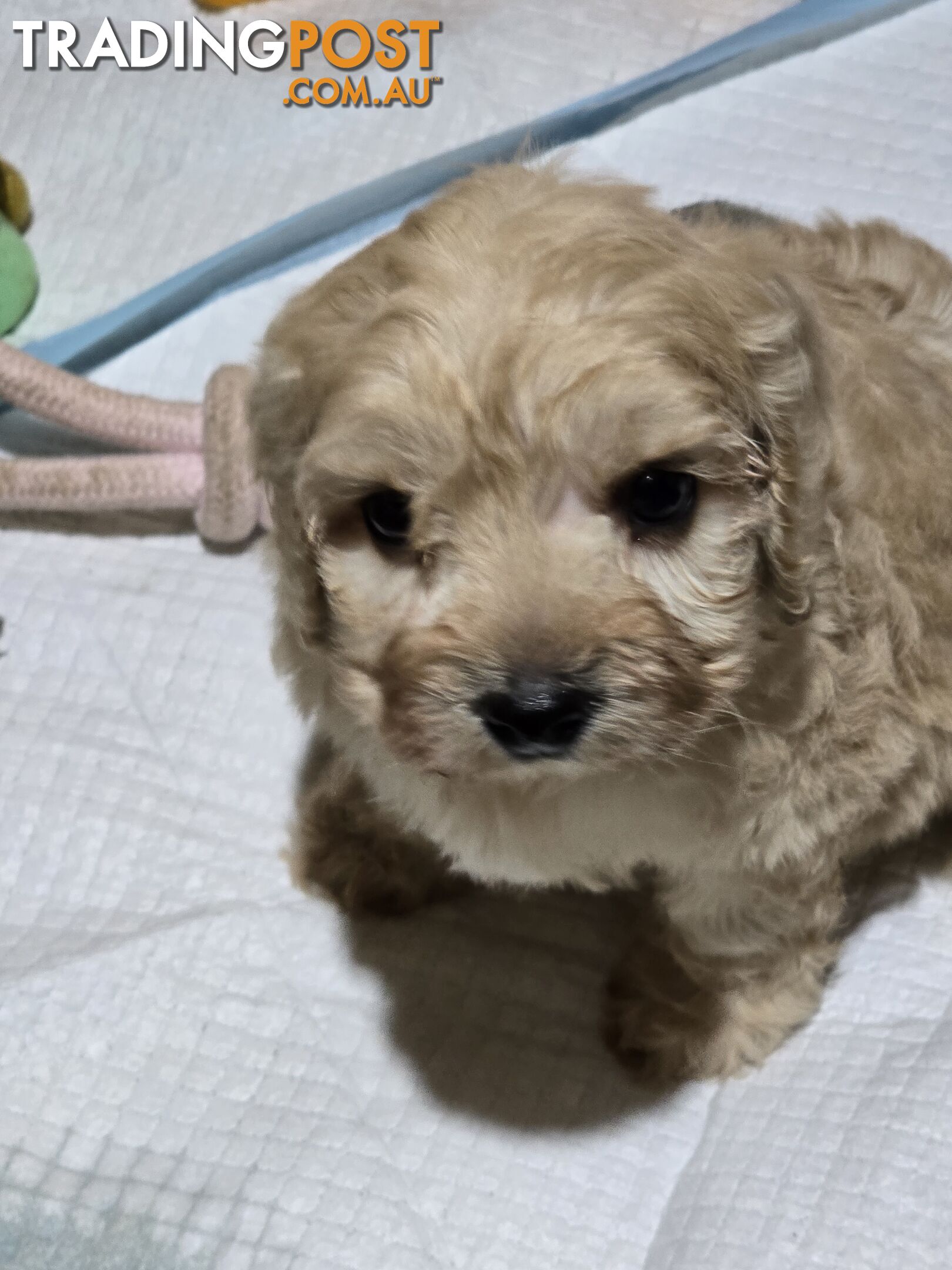 CAVOODLE PUPPIES.X3 FEMALES