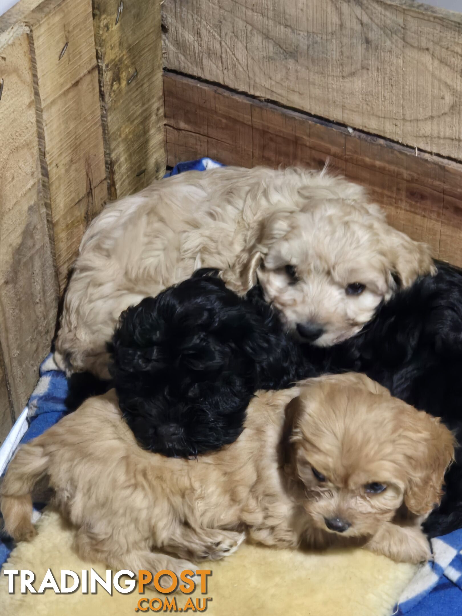 CAVOODLE PUPPIES.X3 FEMALES