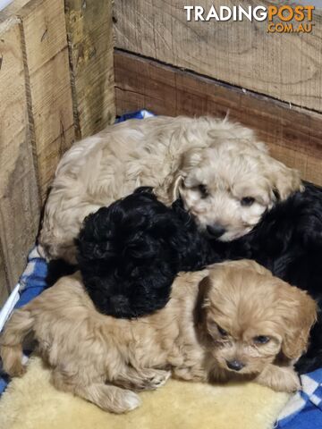 CAVOODLE PUPPIES.X3 FEMALES