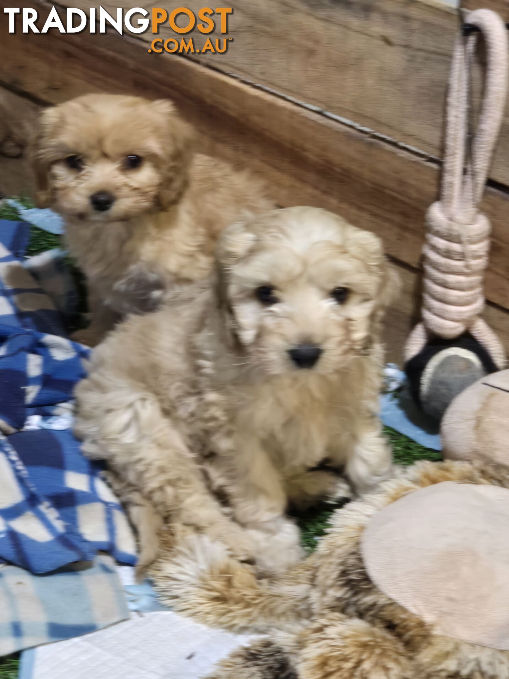 CAVOODLE PUPPIES.X3 FEMALES