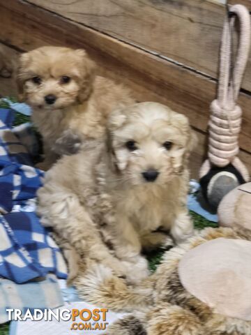 CAVOODLE PUPPIES.X3 FEMALES