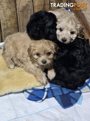 CAVOODLE PUPPIES.X3 FEMALES