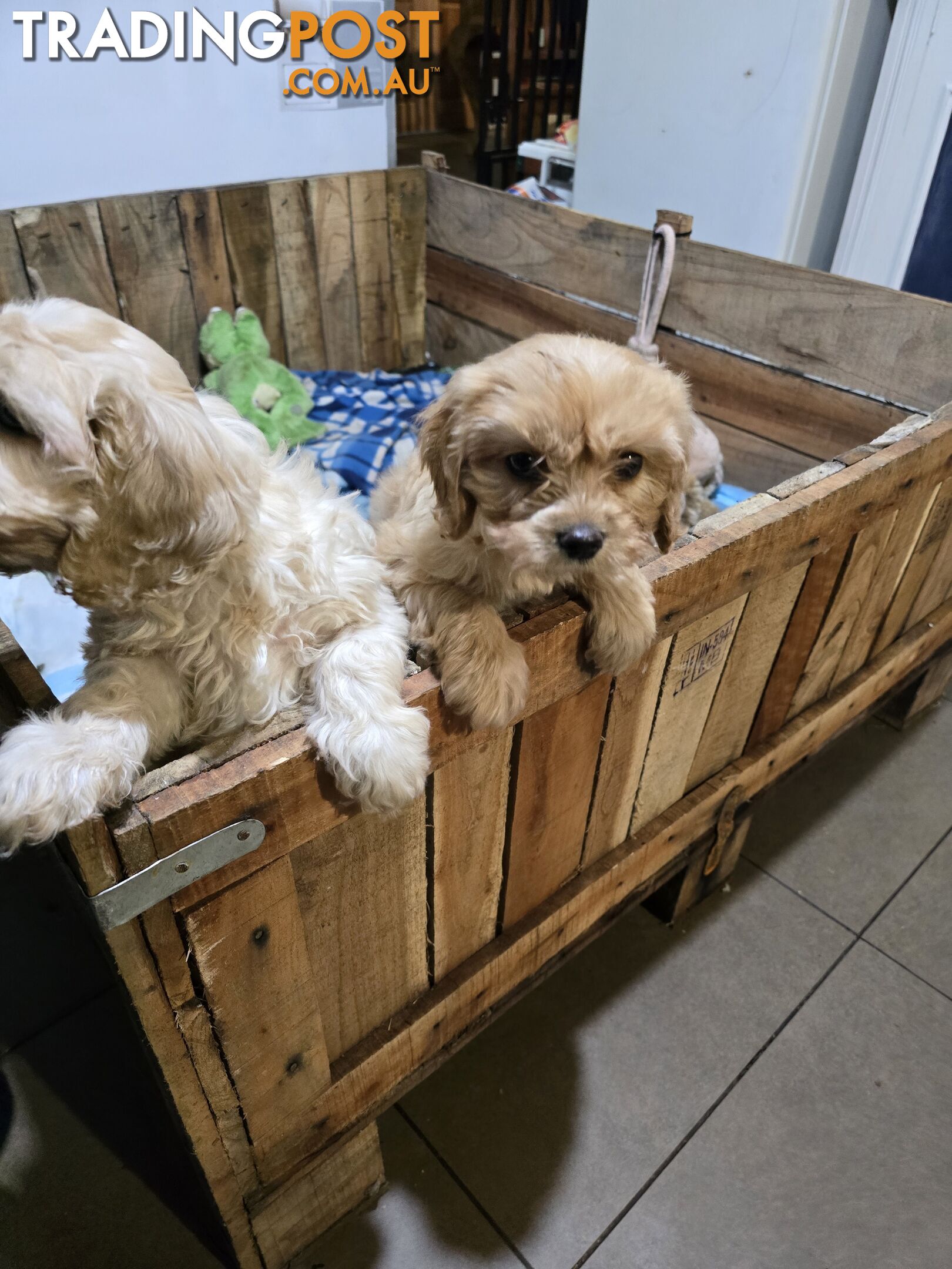 CAVOODLE PUPPIES.X3 FEMALES