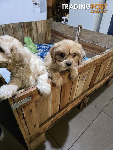 CAVOODLE PUPPIES.X3 FEMALES