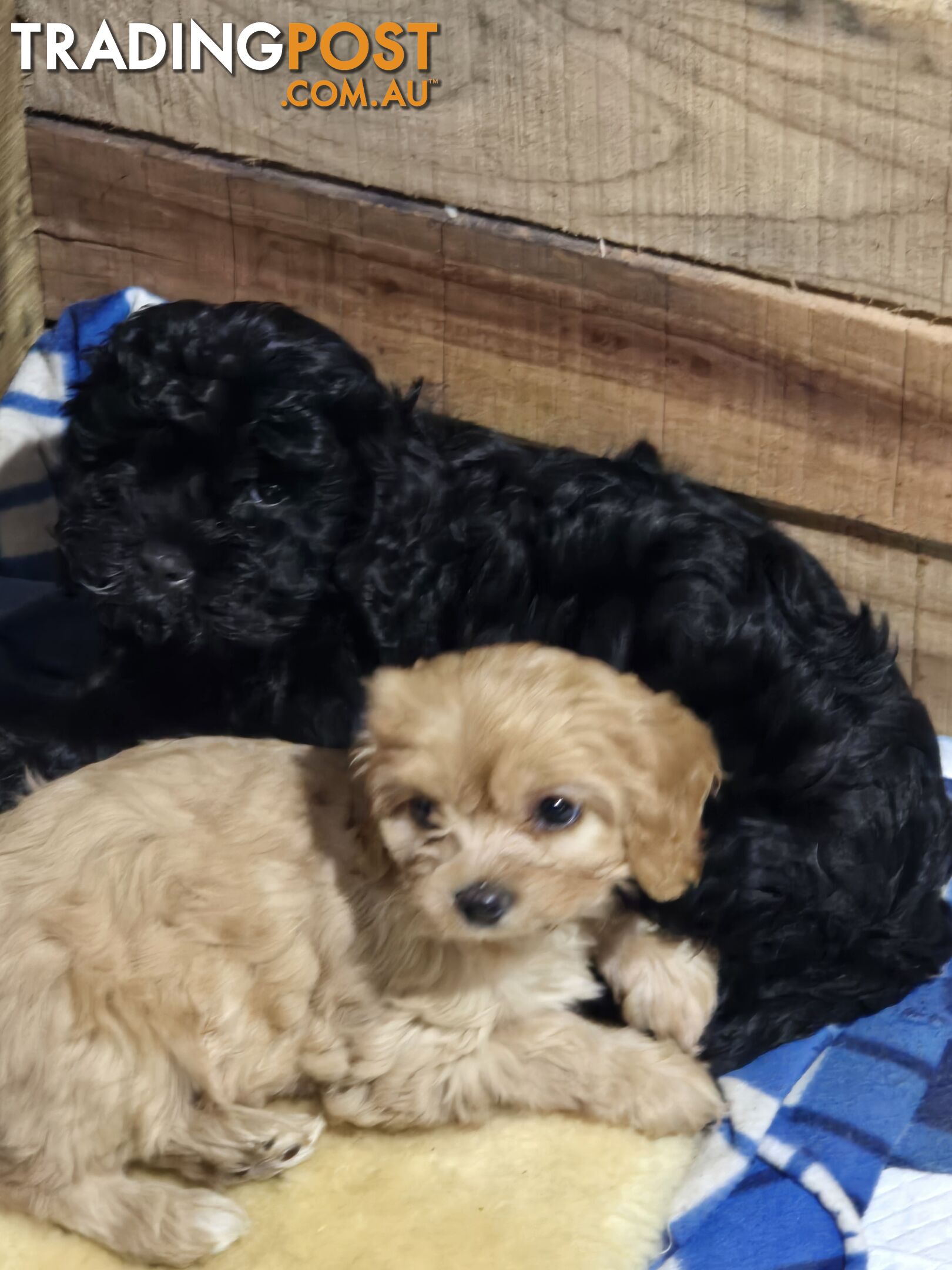 CAVOODLE PUPPIES.X3 FEMALES