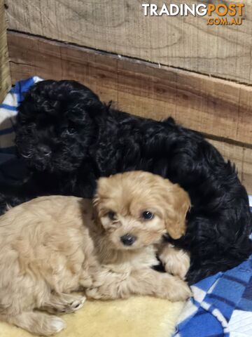 CAVOODLE PUPPIES.X3 FEMALES