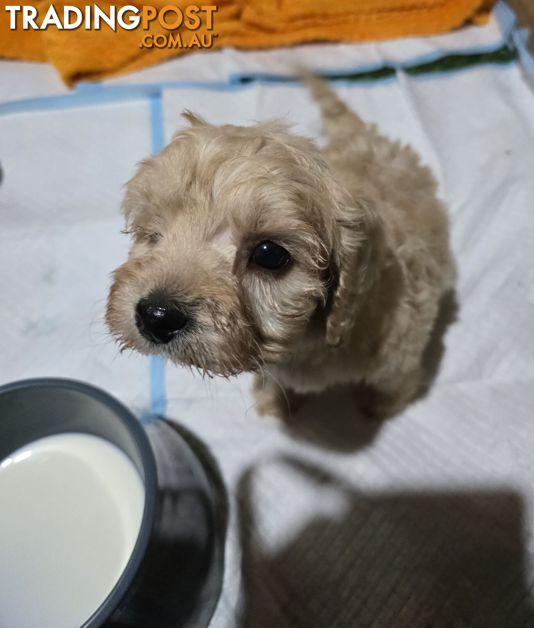 CAVOODLE PUPPIES.X3 FEMALES