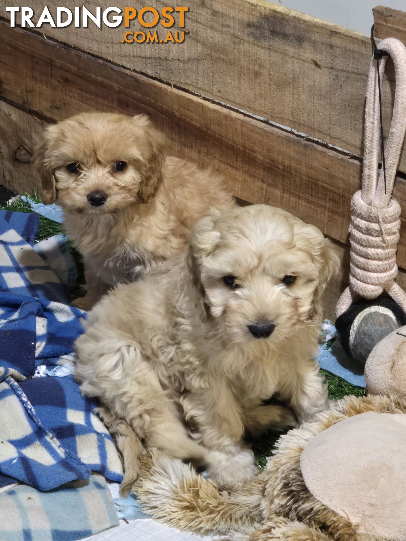 CAVOODLE PUPPIES.X3 FEMALES