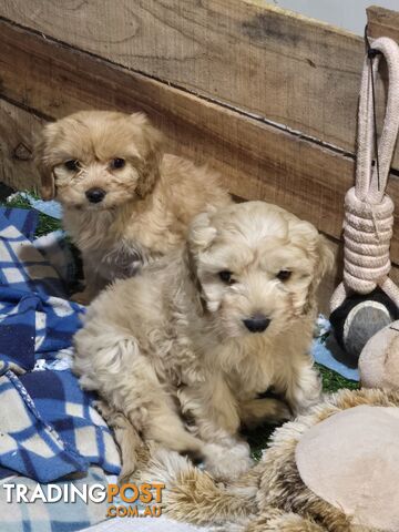 CAVOODLE PUPPIES.X3 FEMALES