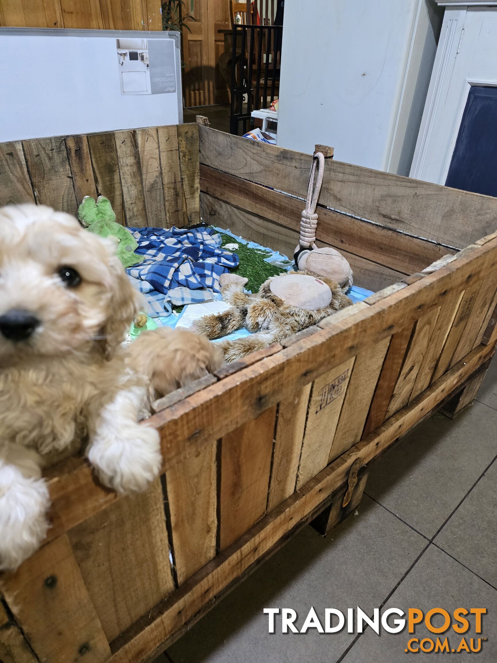 CAVOODLE PUPPIES.X3 FEMALES