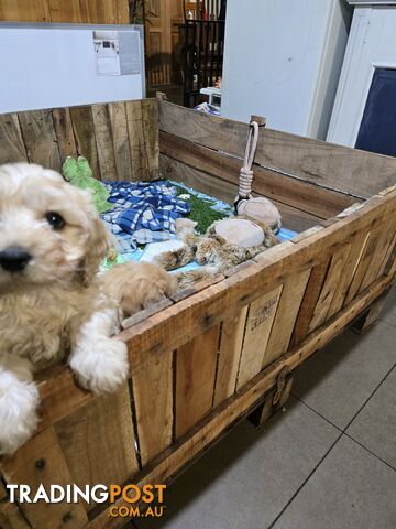 CAVOODLE PUPPIES.X3 FEMALES