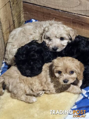 CAVOODLE PUPPIES.X3 FEMALES