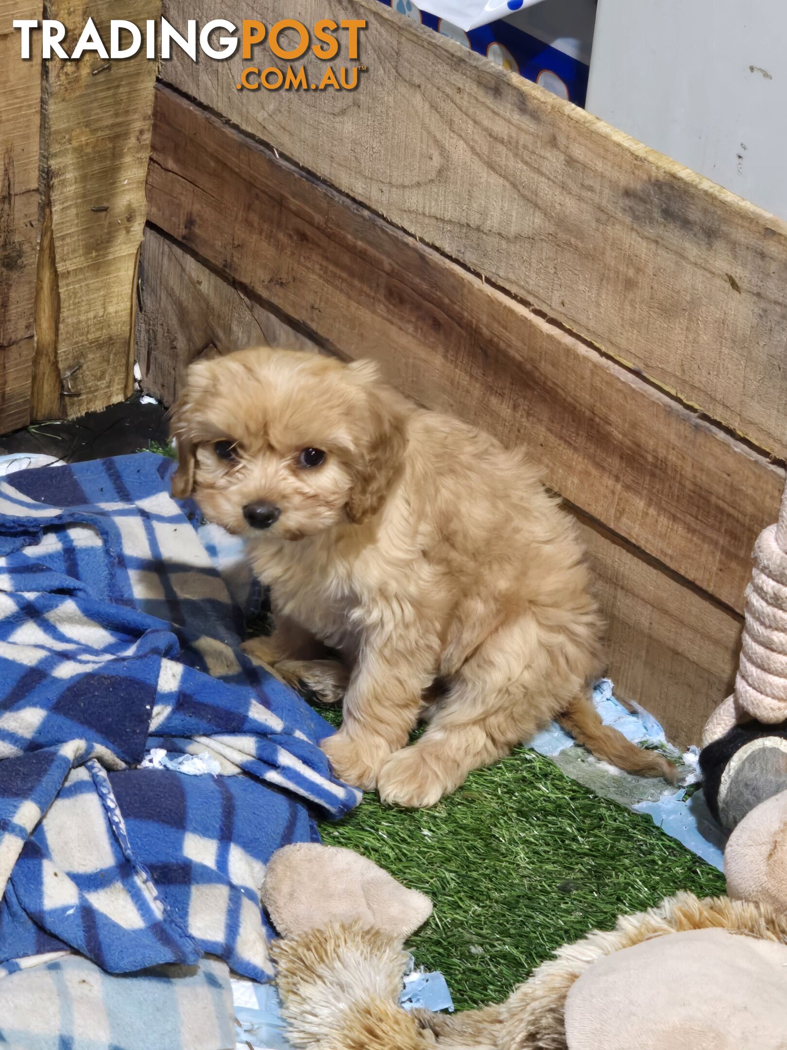 CAVOODLE PUPPIES.X3 FEMALES