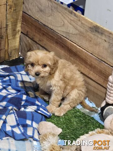 CAVOODLE PUPPIES.X3 FEMALES