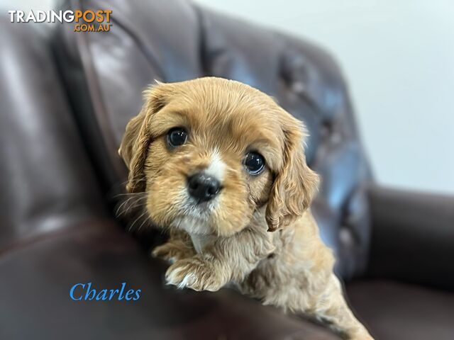 Purebred cavelier king Charles