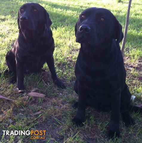 Pure bred Labrador pups