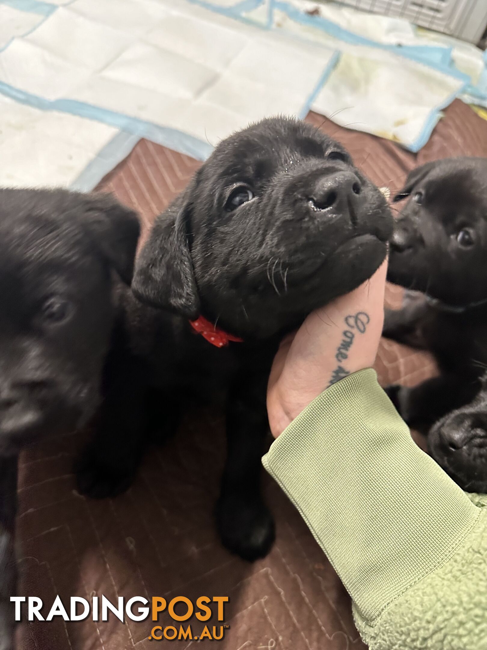 Labrador/Rotweiller Cross Puppies