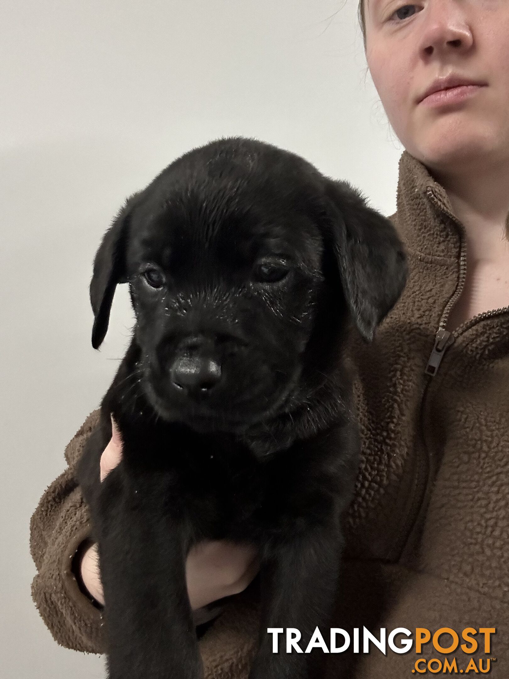 Labrador/Rotweiller Cross Puppies
