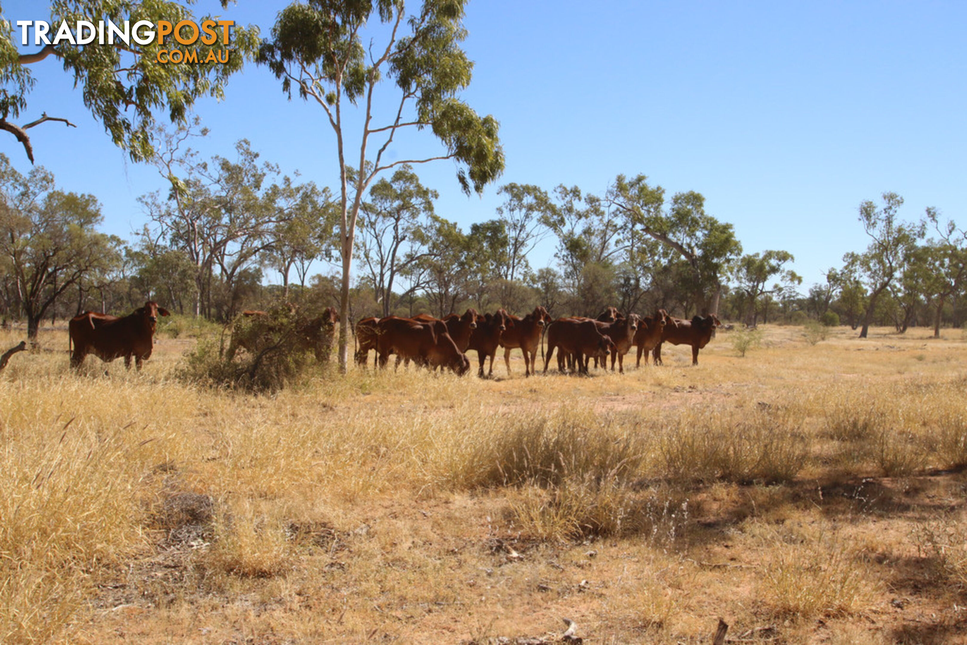 Lara Station Landsborough Highway BARCALDINE QLD 4725