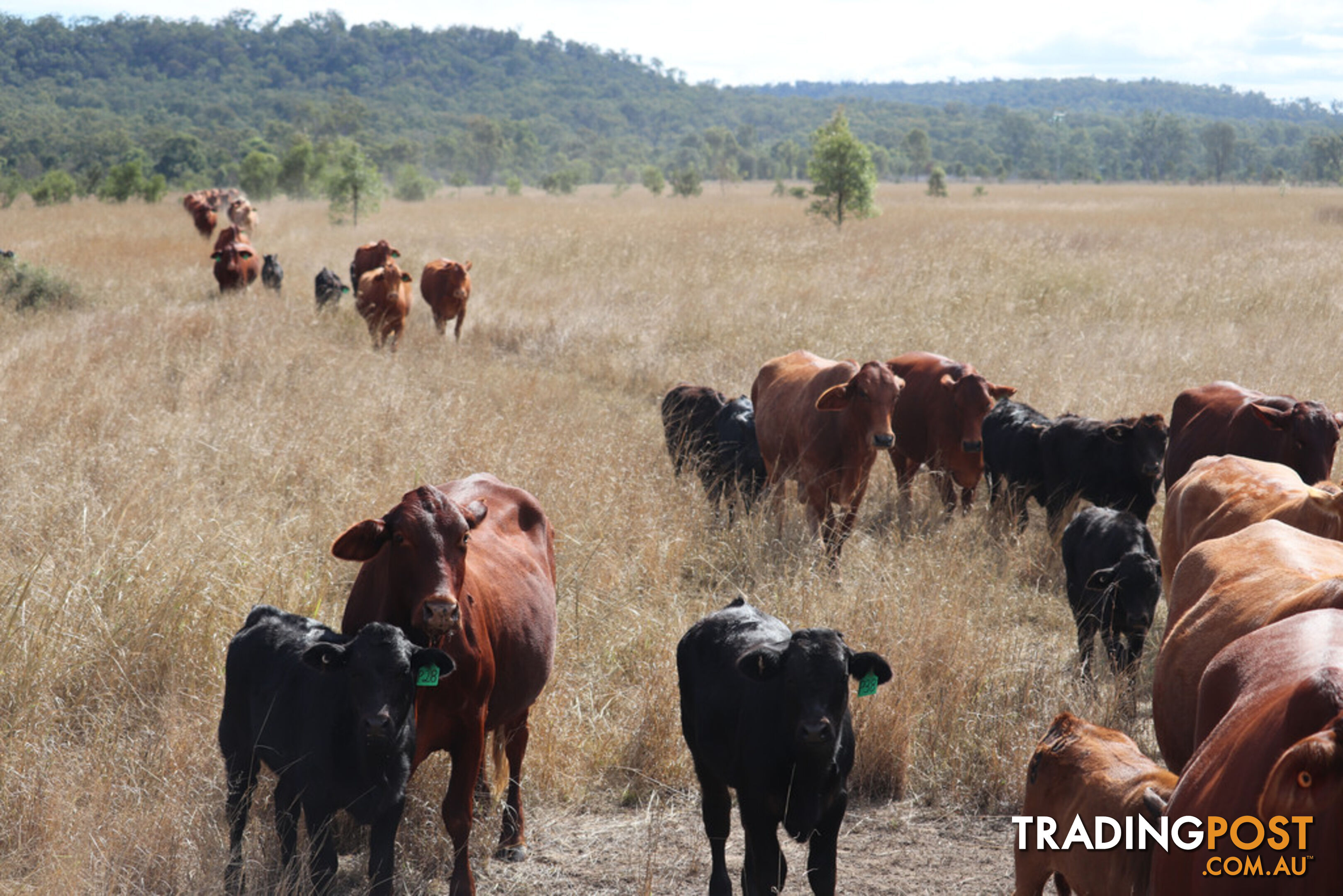 Lot 3 Burnett Highway EIDSVOLD QLD 4627