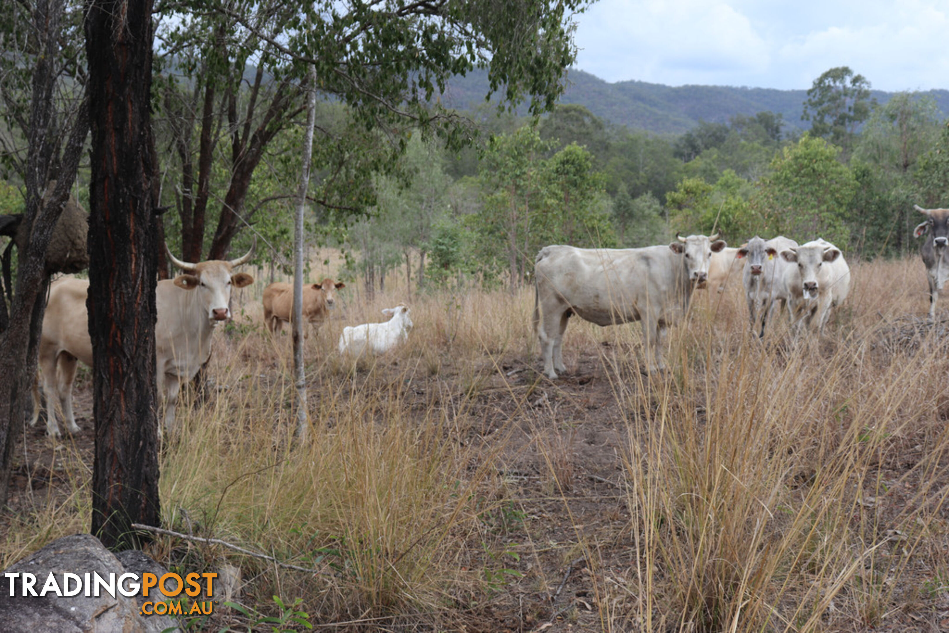 1845 Gaeta Road, Gaeta GIN GIN QLD 4671