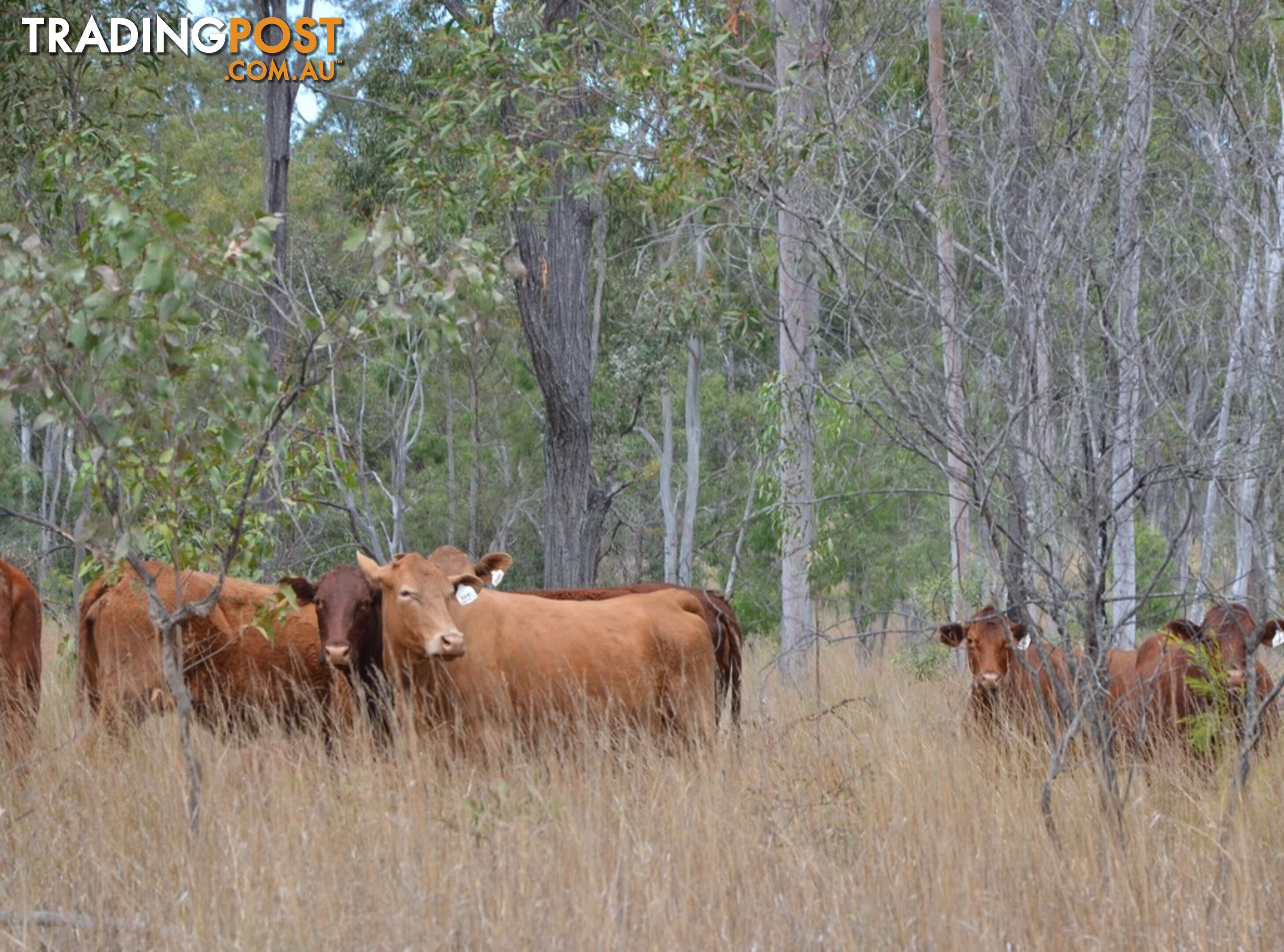 'Manar' Manar Road MUNDUBBERA QLD 4626