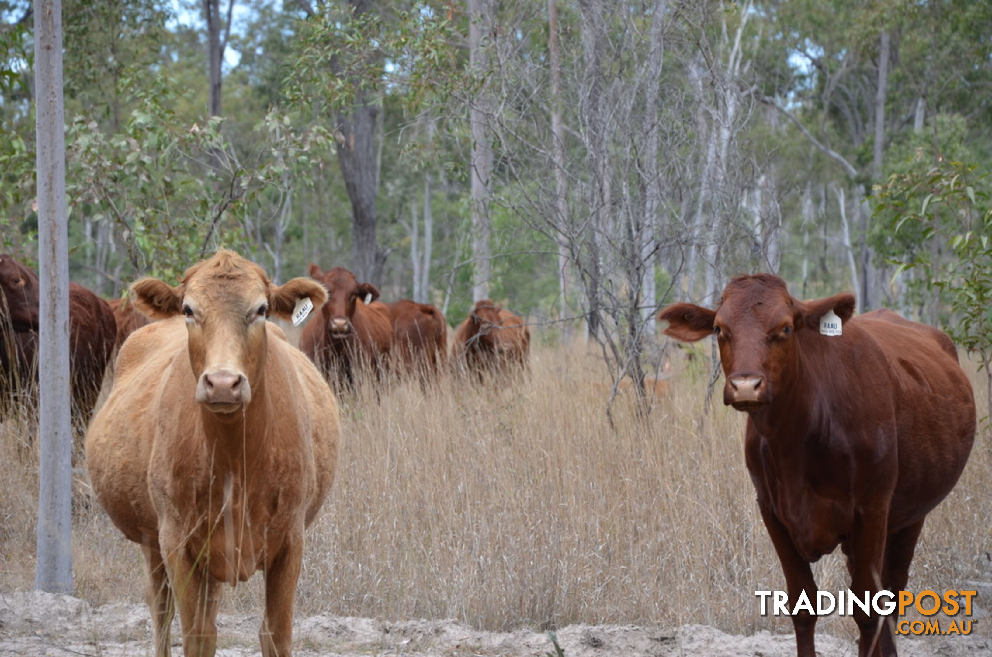 'Manar' Manar Road MUNDUBBERA QLD 4626