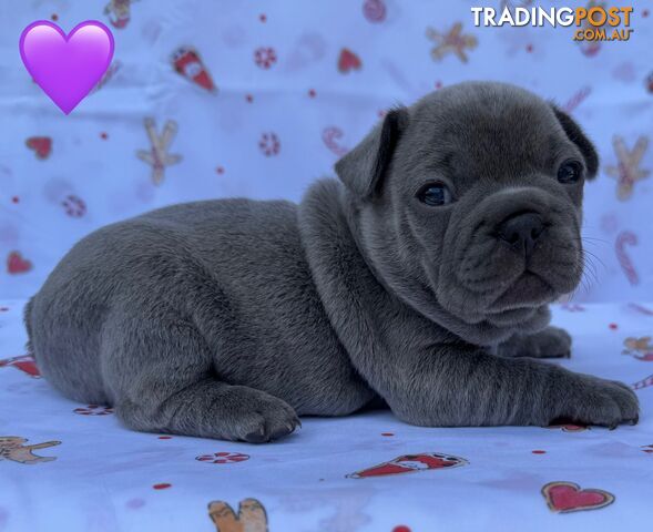 Pure bred French Bulldog puppies