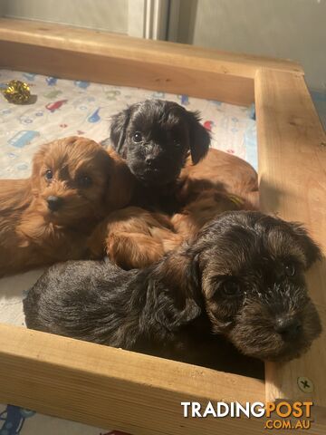 Cavoodle puppies