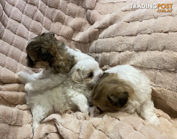 Maltese Shih Tzu