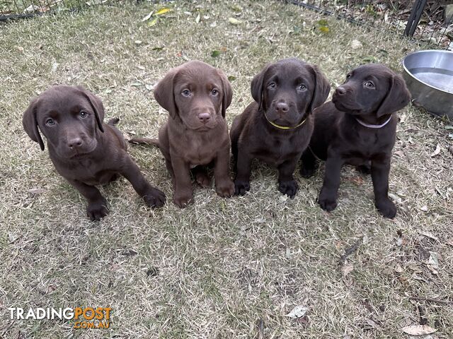 Purebred Chocolate Labrador Puppies