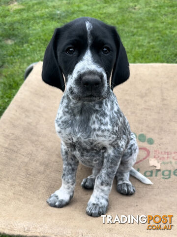 German Shorthaired Pointer Puppies