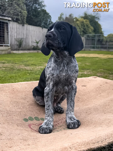 German Shorthaired Pointer Puppies