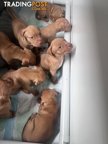 Staffy x puppies male & female