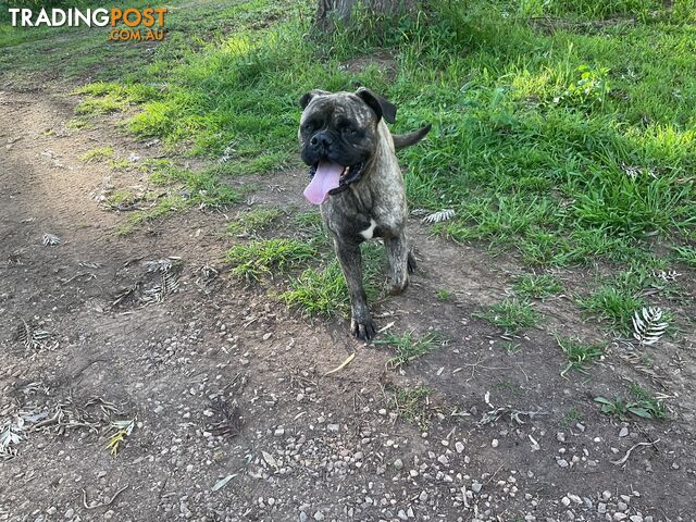 Bullmastiff - photo 3 of 7