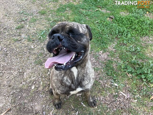 Bullmastiff - photo 2 of 7